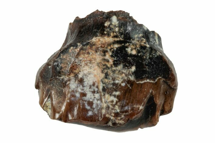 Fossil Nodosaur Tooth - Judith River Formation #260313
